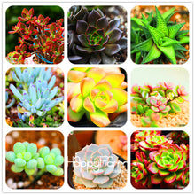 Load image into Gallery viewer, New Arrival!100pcs/Lot 99 Kinds to choose Lithops garden Succulents plant Pseudotruncatella Office Bonsai Flower flores,#WHG0J6
