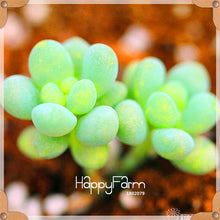 Load image into Gallery viewer, New Arrival!100pcs/Lot 99 Kinds to choose Lithops garden Succulents plant Pseudotruncatella Office Bonsai Flower flores,#WHG0J6