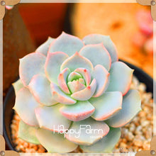 Load image into Gallery viewer, New Arrival!100pcs/Lot 99 Kinds to choose Lithops garden Succulents plant Pseudotruncatella Office Bonsai Flower flores,#WHG0J6