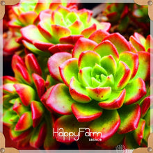 Load image into Gallery viewer, New Arrival!100pcs/Lot 99 Kinds to choose Lithops garden Succulents plant Pseudotruncatella Office Bonsai Flower flores,#WHG0J6