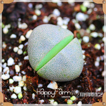 Load image into Gallery viewer, New Arrival!100pcs/Lot 99 Kinds to choose Lithops garden Succulents plant Pseudotruncatella Office Bonsai Flower flores,#WHG0J6