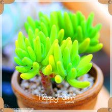 Load image into Gallery viewer, New Arrival!100pcs/Lot 99 Kinds to choose Lithops garden Succulents plant Pseudotruncatella Office Bonsai Flower flores,#WHG0J6