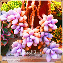 Load image into Gallery viewer, New Arrival!100pcs/Lot 99 Kinds to choose Lithops garden Succulents plant Pseudotruncatella Office Bonsai Flower flores,#WHG0J6