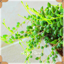 Load image into Gallery viewer, New Arrival!100pcs/Lot 99 Kinds to choose Lithops garden Succulents plant Pseudotruncatella Office Bonsai Flower flores,#WHG0J6