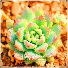 Load image into Gallery viewer, New Arrival!100pcs/Lot 99 Kinds to choose Lithops garden Succulents plant Pseudotruncatella Office Bonsai Flower flores,#WHG0J6