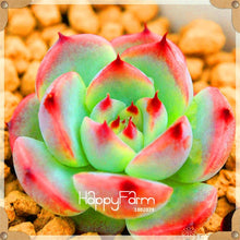 Load image into Gallery viewer, New Arrival!100pcs/Lot 99 Kinds to choose Lithops garden Succulents plant Pseudotruncatella Office Bonsai Flower flores,#WHG0J6