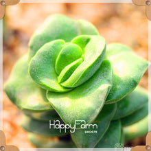 Load image into Gallery viewer, New Arrival!100pcs/Lot 99 Kinds to choose Lithops garden Succulents plant Pseudotruncatella Office Bonsai Flower flores,#WHG0J6