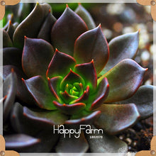 Load image into Gallery viewer, New Arrival!100pcs/Lot 99 Kinds to choose Lithops garden Succulents plant Pseudotruncatella Office Bonsai Flower flores,#WHG0J6
