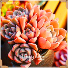 Load image into Gallery viewer, New Arrival!100pcs/Lot 99 Kinds to choose Lithops garden Succulents plant Pseudotruncatella Office Bonsai Flower flores,#WHG0J6