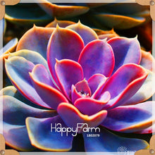 Load image into Gallery viewer, New Arrival!100pcs/Lot 99 Kinds to choose Lithops garden Succulents plant Pseudotruncatella Office Bonsai Flower flores,#WHG0J6