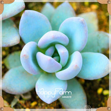 Load image into Gallery viewer, New Arrival!100pcs/Lot 99 Kinds to choose Lithops garden Succulents plant Pseudotruncatella Office Bonsai Flower flores,#WHG0J6