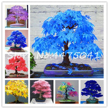 Load image into Gallery viewer, 50 Pcs Rainbow Maple Bonsai Tree Plants. Rare Japanese Maple, Bonsai Flower Indoor Tree Plant In Family Garden 24 Kinds Colors