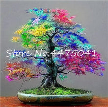 Load image into Gallery viewer, 50 Pcs Rainbow Maple Bonsai Tree Plants. Rare Japanese Maple, Bonsai Flower Indoor Tree Plant In Family Garden 24 Kinds Colors