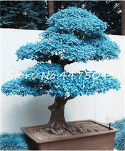 Load image into Gallery viewer, 50 Pcs Rainbow Maple Bonsai Tree Plants. Rare Japanese Maple, Bonsai Flower Indoor Tree Plant In Family Garden 24 Kinds Colors