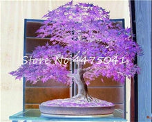 Load image into Gallery viewer, 50 Pcs Rainbow Maple Bonsai Tree Plants. Rare Japanese Maple, Bonsai Flower Indoor Tree Plant In Family Garden 24 Kinds Colors