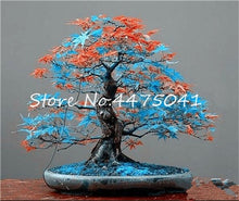 Load image into Gallery viewer, 50 Pcs Rainbow Maple Bonsai Tree Plants. Rare Japanese Maple, Bonsai Flower Indoor Tree Plant In Family Garden 24 Kinds Colors