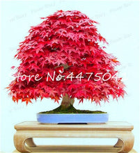 Load image into Gallery viewer, 50 Pcs Rainbow Maple Bonsai Tree Plants. Rare Japanese Maple, Bonsai Flower Indoor Tree Plant In Family Garden 24 Kinds Colors