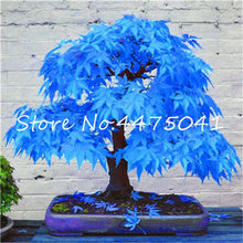 Load image into Gallery viewer, 50 Pcs Rainbow Maple Bonsai Tree Plants. Rare Japanese Maple, Bonsai Flower Indoor Tree Plant In Family Garden 24 Kinds Colors