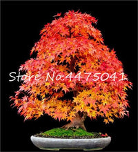 Load image into Gallery viewer, 50 Pcs Rainbow Maple Bonsai Tree Plants. Rare Japanese Maple, Bonsai Flower Indoor Tree Plant In Family Garden 24 Kinds Colors