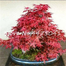 Load image into Gallery viewer, 50 Pcs Rainbow Maple Bonsai Tree Plants. Rare Japanese Maple, Bonsai Flower Indoor Tree Plant In Family Garden 24 Kinds Colors