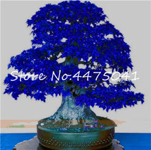 Load image into Gallery viewer, 50 Pcs Rainbow Maple Bonsai Tree Plants. Rare Japanese Maple, Bonsai Flower Indoor Tree Plant In Family Garden 24 Kinds Colors