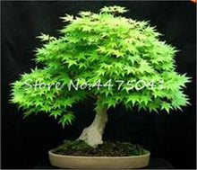 Load image into Gallery viewer, 50 Pcs Rainbow Maple Bonsai Tree Plants. Rare Japanese Maple, Bonsai Flower Indoor Tree Plant In Family Garden 24 Kinds Colors