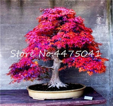 Load image into Gallery viewer, 50 Pcs Rainbow Maple Bonsai Tree Plants. Rare Japanese Maple, Bonsai Flower Indoor Tree Plant In Family Garden 24 Kinds Colors