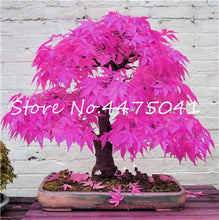 Load image into Gallery viewer, 50 Pcs Rainbow Maple Bonsai Tree Plants. Rare Japanese Maple, Bonsai Flower Indoor Tree Plant In Family Garden 24 Kinds Colors