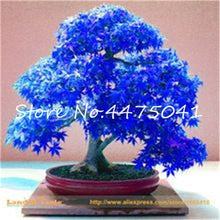 Load image into Gallery viewer, 50 Pcs Rainbow Maple Bonsai Tree Plants. Rare Japanese Maple, Bonsai Flower Indoor Tree Plant In Family Garden 24 Kinds Colors
