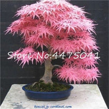 Load image into Gallery viewer, 50 Pcs Rainbow Maple Bonsai Tree Plants. Rare Japanese Maple, Bonsai Flower Indoor Tree Plant In Family Garden 24 Kinds Colors