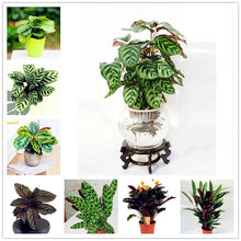 Load image into Gallery viewer, 100 Pcs Rare Calathea Bonsai Air Freshening plants High Humidity, Easy to Grow, Office Desk Bonsai for Flower Pot Planters