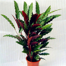 Load image into Gallery viewer, 100 Pcs Rare Calathea Bonsai Air Freshening plants High Humidity, Easy to Grow, Office Desk Bonsai for Flower Pot Planters