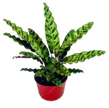 Load image into Gallery viewer, 100 Pcs Rare Calathea Bonsai Air Freshening plants High Humidity, Easy to Grow, Office Desk Bonsai for Flower Pot Planters