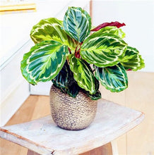 Load image into Gallery viewer, 100 Pcs Rare Calathea Bonsai Air Freshening plants High Humidity, Easy to Grow, Office Desk Bonsai for Flower Pot Planters