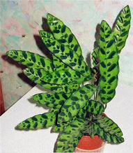 Load image into Gallery viewer, 100 Pcs Rare Calathea Bonsai Air Freshening plants High Humidity, Easy to Grow, Office Desk Bonsai for Flower Pot Planters
