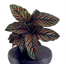 Load image into Gallery viewer, 100 Pcs Rare Calathea Bonsai Air Freshening plants High Humidity, Easy to Grow, Office Desk Bonsai for Flower Pot Planters