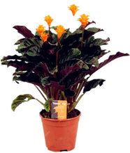 Load image into Gallery viewer, 100 Pcs Rare Calathea Bonsai Air Freshening plants High Humidity, Easy to Grow, Office Desk Bonsai for Flower Pot Planters