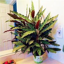 Load image into Gallery viewer, 100 Pcs Rare Calathea Bonsai Air Freshening plants High Humidity, Easy to Grow, Office Desk Bonsai for Flower Pot Planters