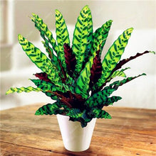 Load image into Gallery viewer, 100 Pcs Rare Calathea Bonsai Air Freshening plants High Humidity, Easy to Grow, Office Desk Bonsai for Flower Pot Planters
