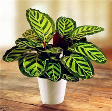 Load image into Gallery viewer, 100 Pcs Rare Calathea Bonsai Air Freshening plants High Humidity, Easy to Grow, Office Desk Bonsai for Flower Pot Planters