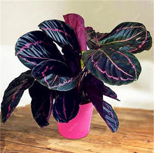 Load image into Gallery viewer, 100 Pcs Rare Calathea Bonsai Air Freshening plants High Humidity, Easy to Grow, Office Desk Bonsai for Flower Pot Planters