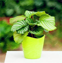 Load image into Gallery viewer, 100 Pcs Rare Calathea Bonsai Air Freshening plants High Humidity, Easy to Grow, Office Desk Bonsai for Flower Pot Planters