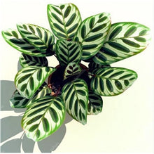 Load image into Gallery viewer, 100 Pcs Rare Calathea Bonsai Air Freshening plants High Humidity, Easy to Grow, Office Desk Bonsai for Flower Pot Planters