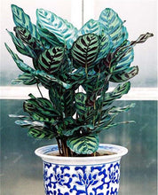 Load image into Gallery viewer, 100 Pcs Rare Calathea Bonsai Air Freshening plants High Humidity, Easy to Grow, Office Desk Bonsai for Flower Pot Planters
