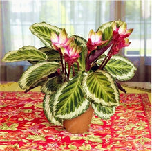 Load image into Gallery viewer, 100 Pcs Rare Calathea Bonsai Air Freshening plants High Humidity, Easy to Grow, Office Desk Bonsai for Flower Pot Planters