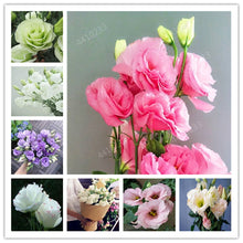 Load image into Gallery viewer, 200 pcs / bag,rare Eustoma flower, potted plant, Lisianthus flower plant, variety complete,the budding rate 95%, (Mixed colors)