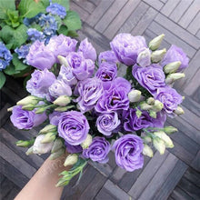 Load image into Gallery viewer, 200 pcs / bag,rare Eustoma flower, potted plant, Lisianthus flower plant, variety complete,the budding rate 95%, (Mixed colors)