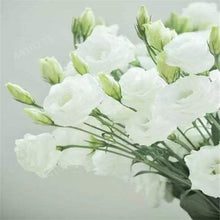 Load image into Gallery viewer, 200 pcs / bag,rare Eustoma flower, potted plant, Lisianthus flower plant, variety complete,the budding rate 95%, (Mixed colors)