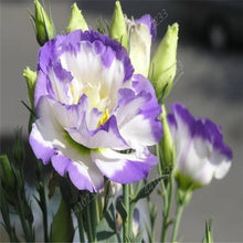 Load image into Gallery viewer, 200 pcs / bag,rare Eustoma flower, potted plant, Lisianthus flower plant, variety complete,the budding rate 95%, (Mixed colors)