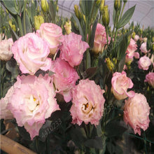 Load image into Gallery viewer, 200 pcs / bag,rare Eustoma flower, potted plant, Lisianthus flower plant, variety complete,the budding rate 95%, (Mixed colors)